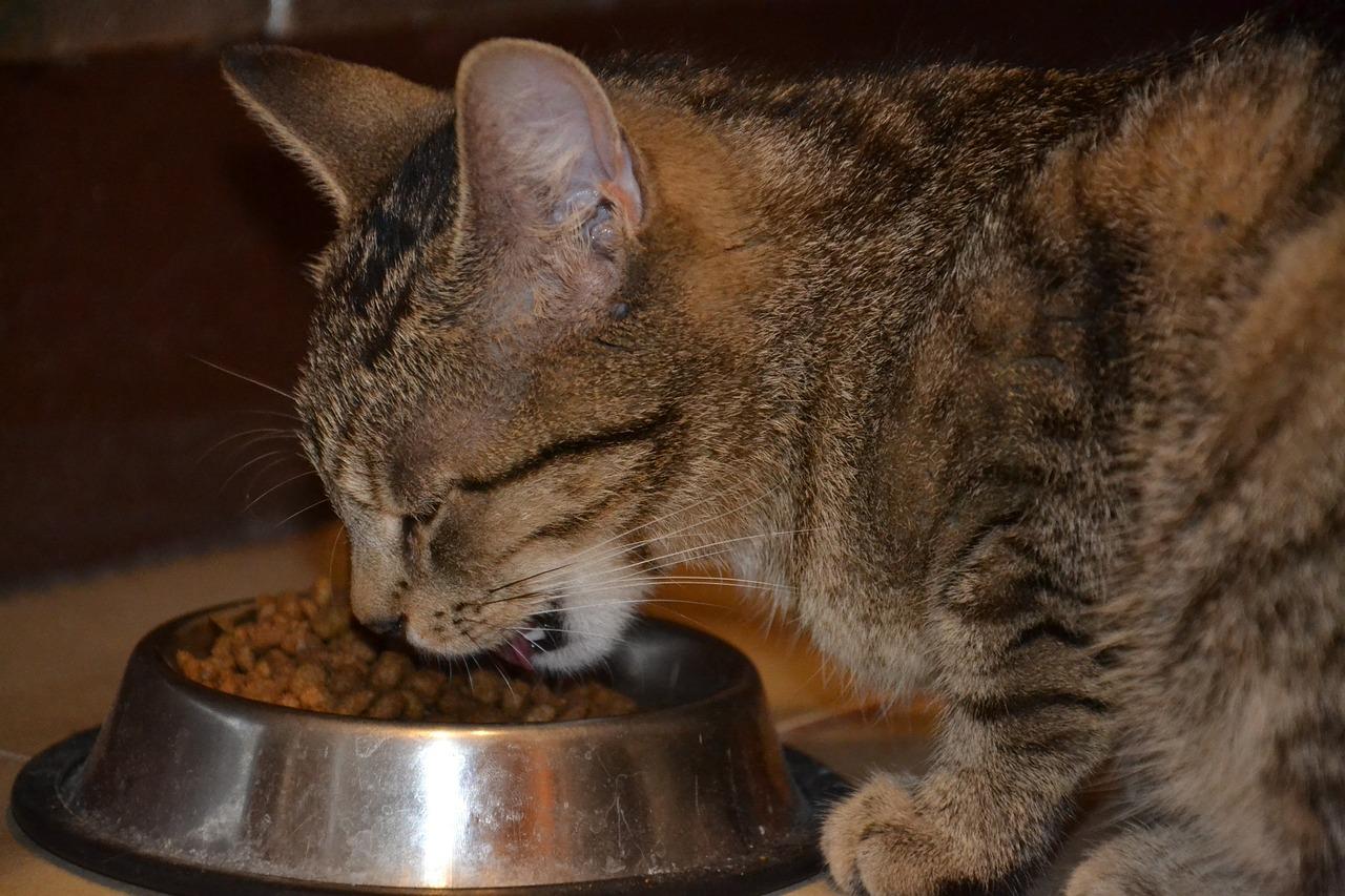 Dorosłe koty i psy – czym je karmić?